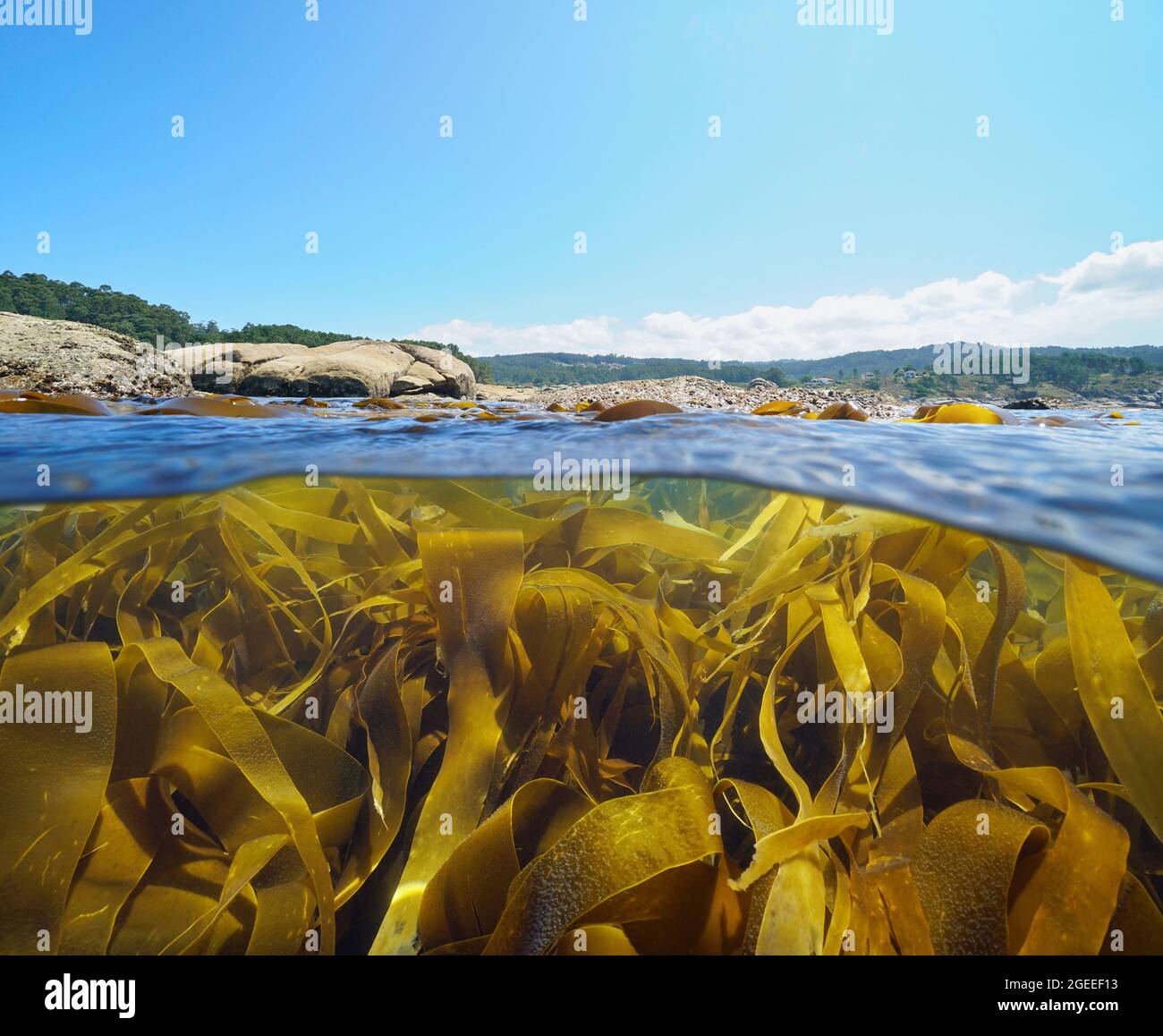 Algue algue de varech algue sous la surface de la mer près de la côte, vue partagée sur et sous l'eau, océan Atlantique, Espagne, Galice, province de Pontevedra Banque D'Images