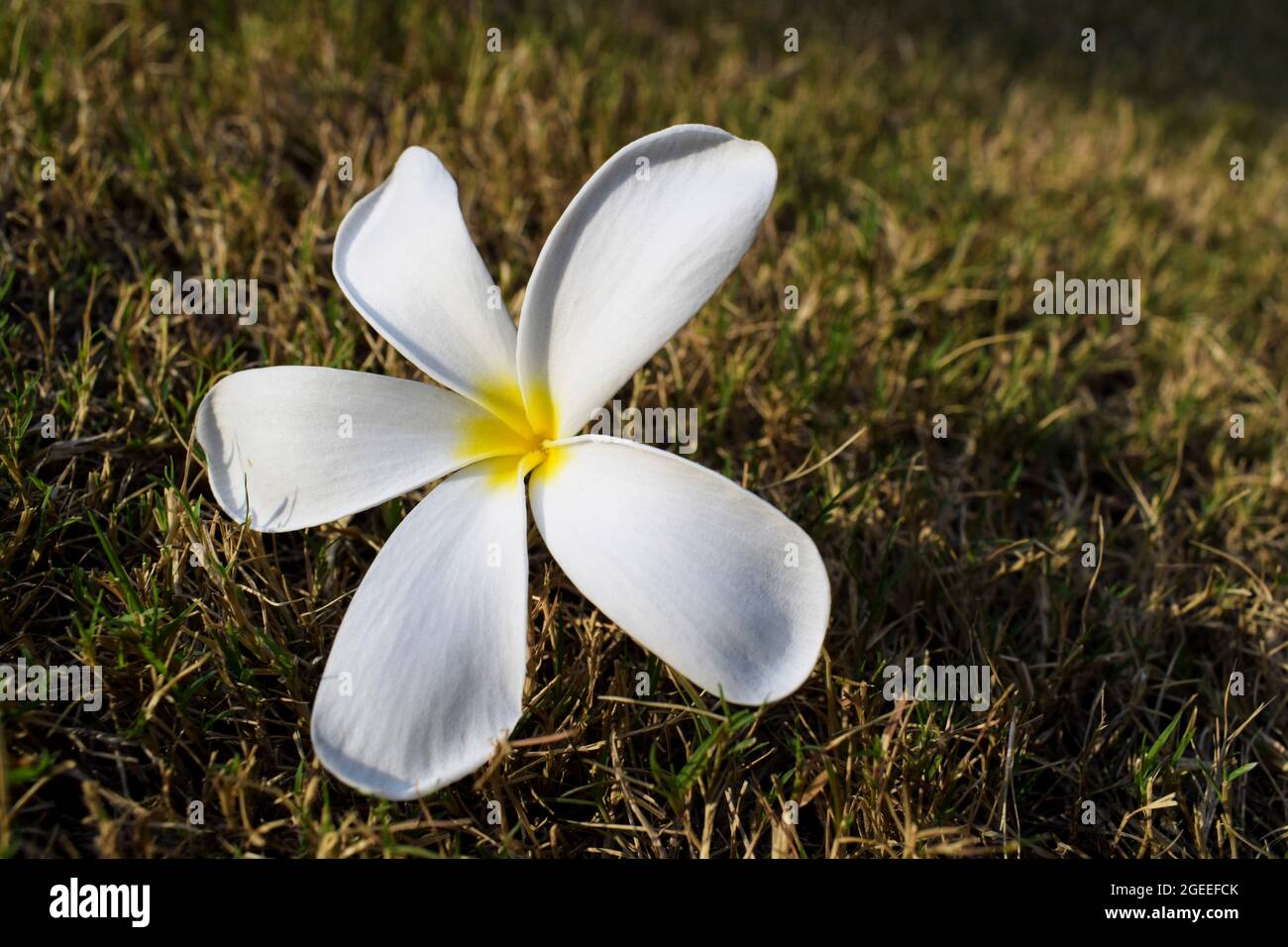 De belles fleurs de Plumeria aussi connues sous le nom de Champa ou Frangipani . Bouquet de fleurs blanches fleuries avec tiges de bourgeons sur le sol de l'herbe dans le jardin de pelouse de Banque D'Images