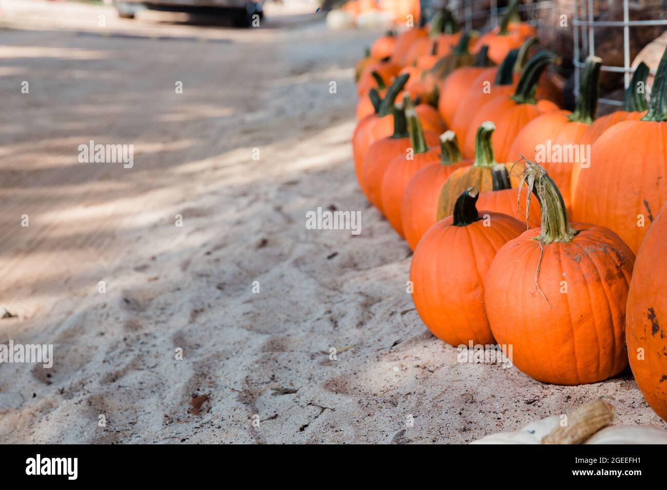 Une rangée de citrouilles d'automne, assises sur le terrain lors d'un festival d'automne, dans une zone de citrouille locale Banque D'Images