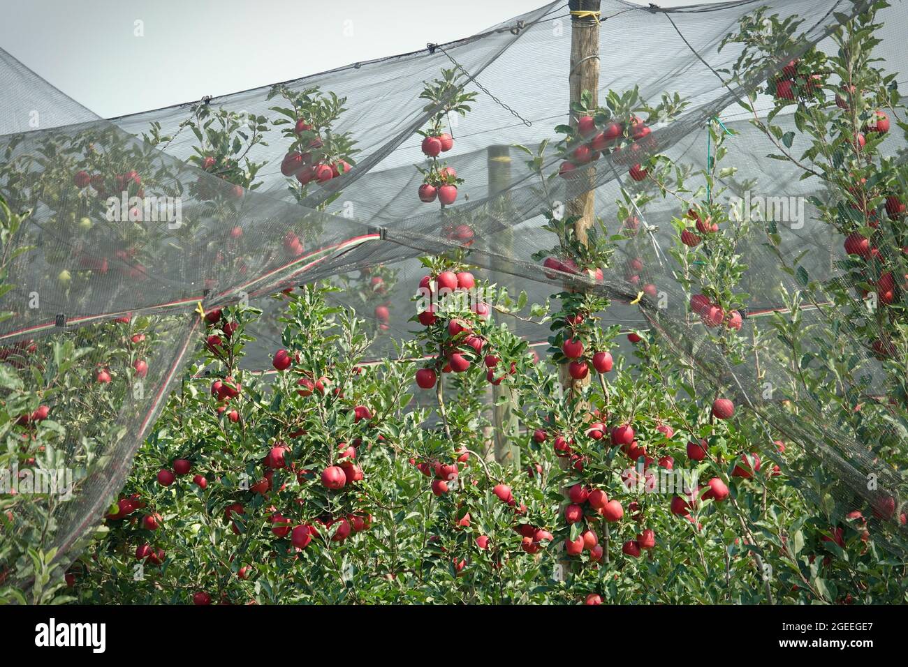 Protection contre la grêle des fruits. Verger de pommes en Italie Banque D'Images