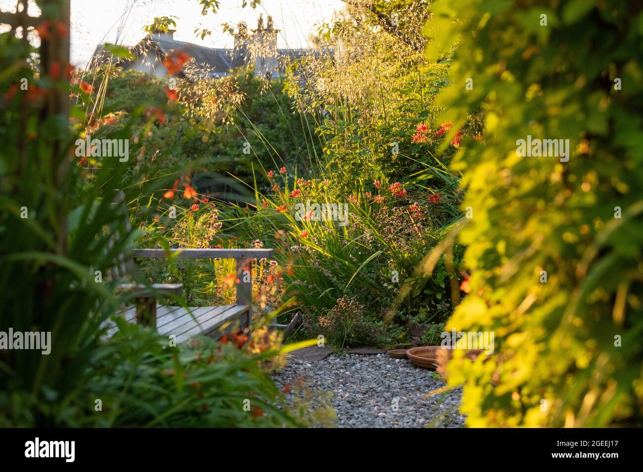 Coin salon dans le jardin pour le soleil de fin d'après-midi et du soir - Stipa Gigantea, crocosmia et Golden hop rétro-éclairés, croissant au-dessus d'une arche en bois - Royaume-Uni Banque D'Images