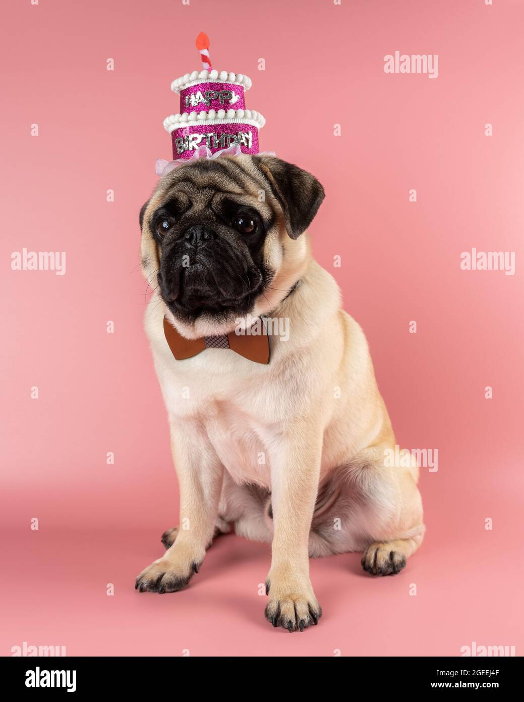 Chien Drole Pug Portant Un Chapeau Rose Joyeux Anniversaire Sur Fond Rose Photo Stock Alamy