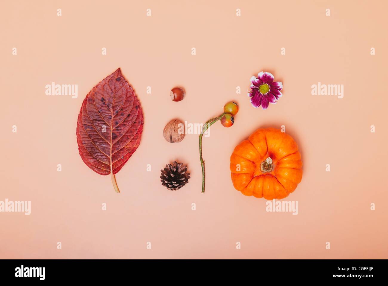 Composition minimaliste en automne. Mini-citrouille, feuille tombée, noix, cône, fleur de chrysanthème et baies de rosehip sur fond orange neutre. Automne Banque D'Images