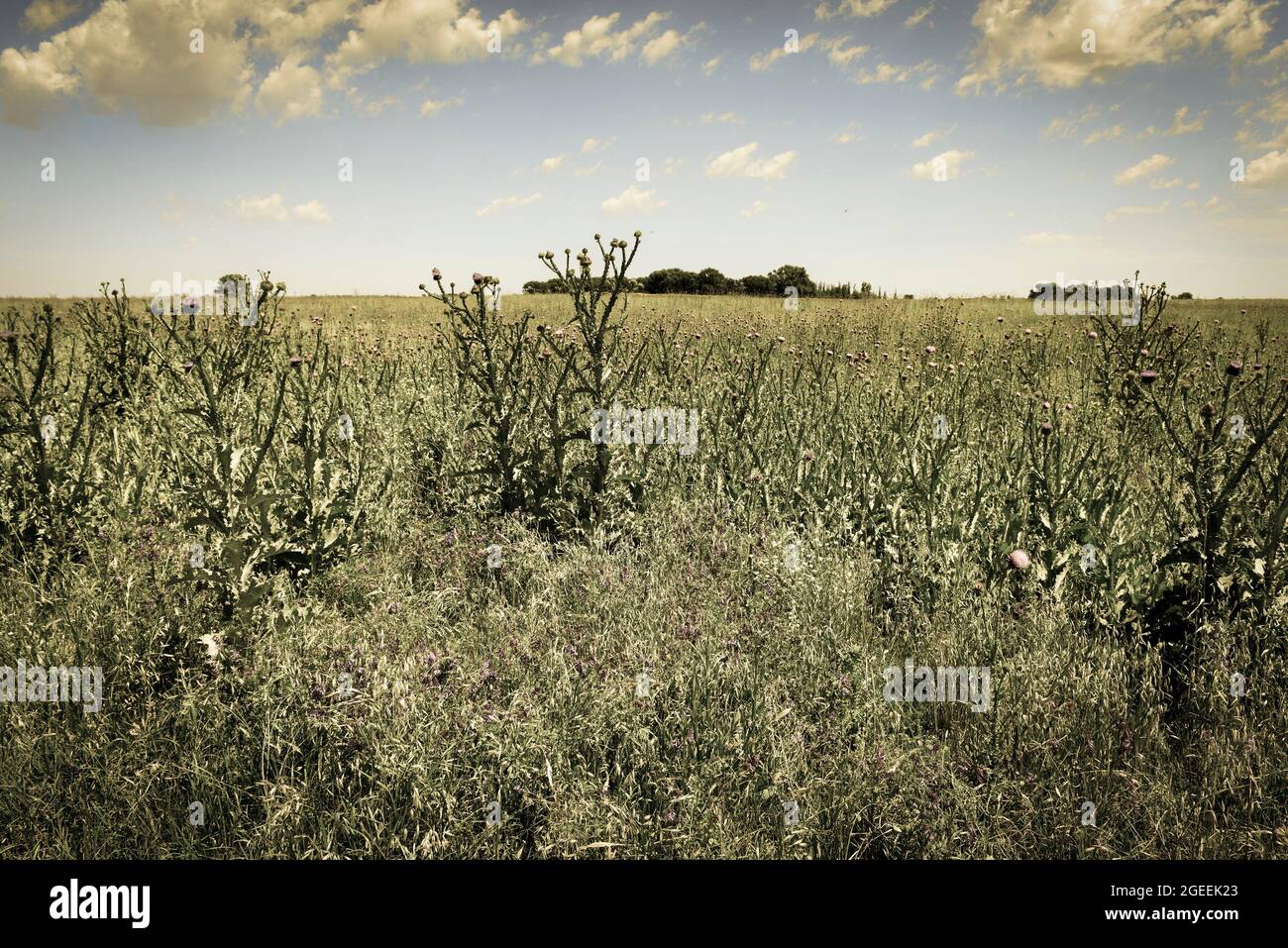 Champ fleuri en été, dans la plaine de Pampas, province de la Pampa, Patagonie, Argentine. Banque D'Images