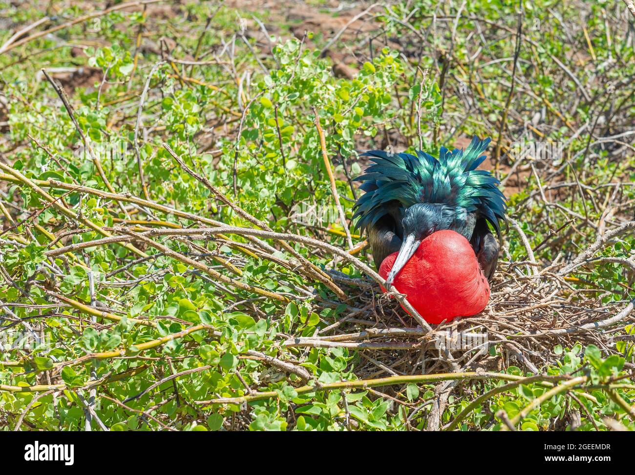 Magnifique oiseau frégate mâle (fregata magnifiens) avec poche de gorge rouge gonflée pendant la période de contact, parc national de Galapagos, Equateur. Banque D'Images Magnifique oiseau frégate mâle (fregata magnifiens) avec poche de gorge rouge gonflée pendant la période de contact, parc national de Galapagos, Equateur. Banque D'Images