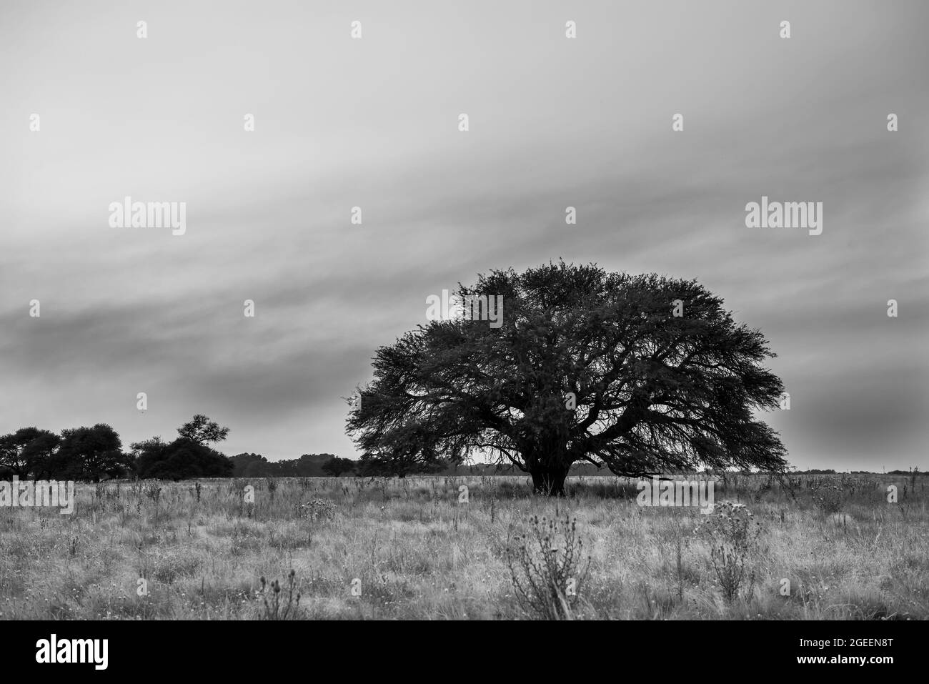 Calden, Prosopis Caldenia dans le paysage de Pampas, arbre typique de la plaine de Pampa, province de la Pampa, Patagonie, Argentine. Banque D'Images
