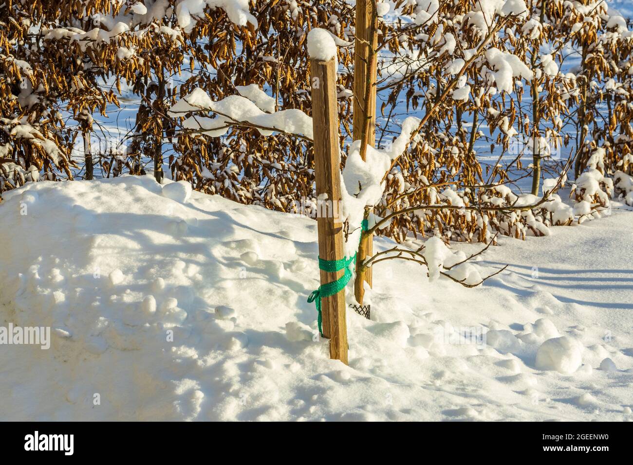 Magnifique vue sur le paysage naturel de la cour avant enneigée. Plante sous la neige blanche le jour ensoleillé. Suède. Banque D'Images