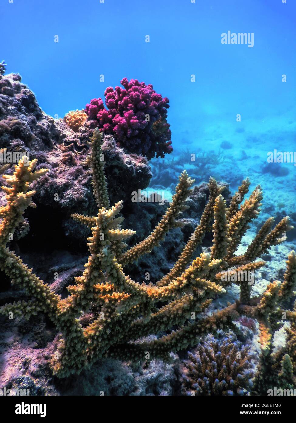 Corail staghorn (Acropora cervicornis) eaux tropicales, vie marine Banque D'Images