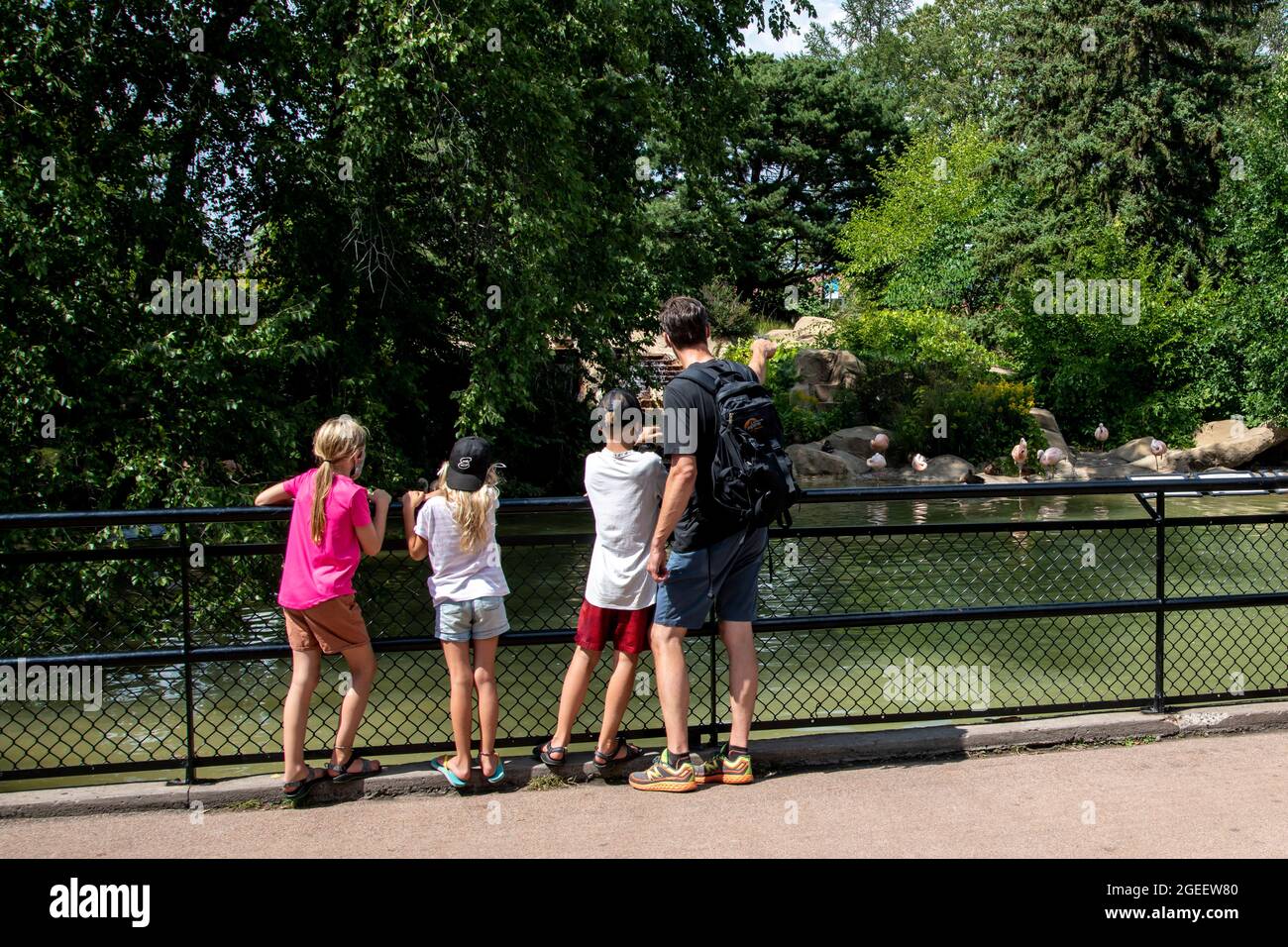 St. Paul, Minnesota. Zoo du parc de Côme. Un père signale les Flamingos avec ses enfants regardant au zoo depuis la réouverture pendant la pandémie et le Banque D'Images