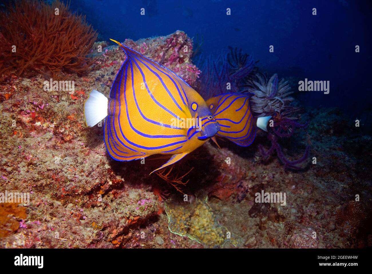 Une paire de magnifiques Angelfish Bluering sur le récif d'Andaman. Banque D'Images