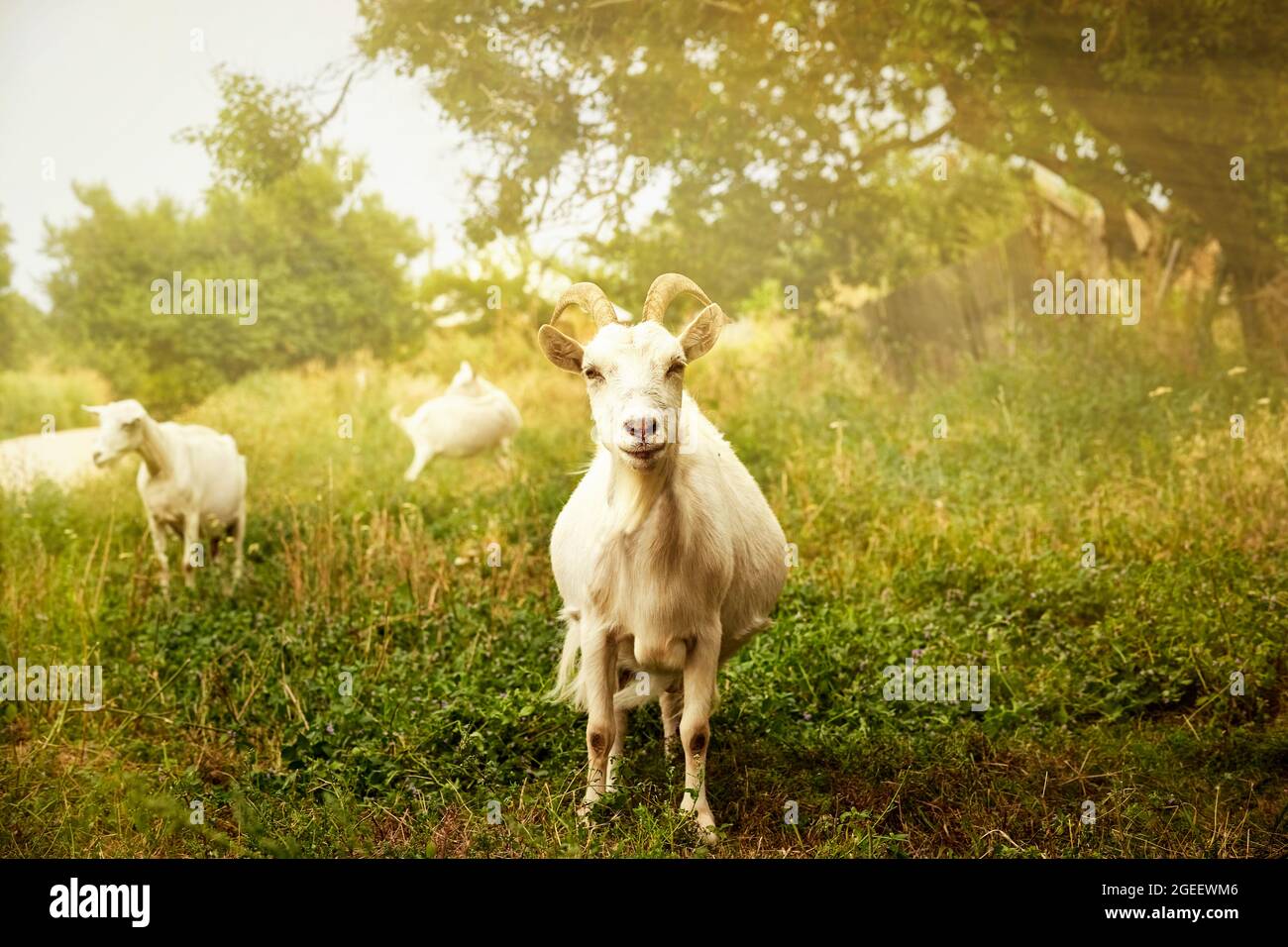 La chèvre à cornes blanc gris l'été sur l'herbe verte Banque D'Images