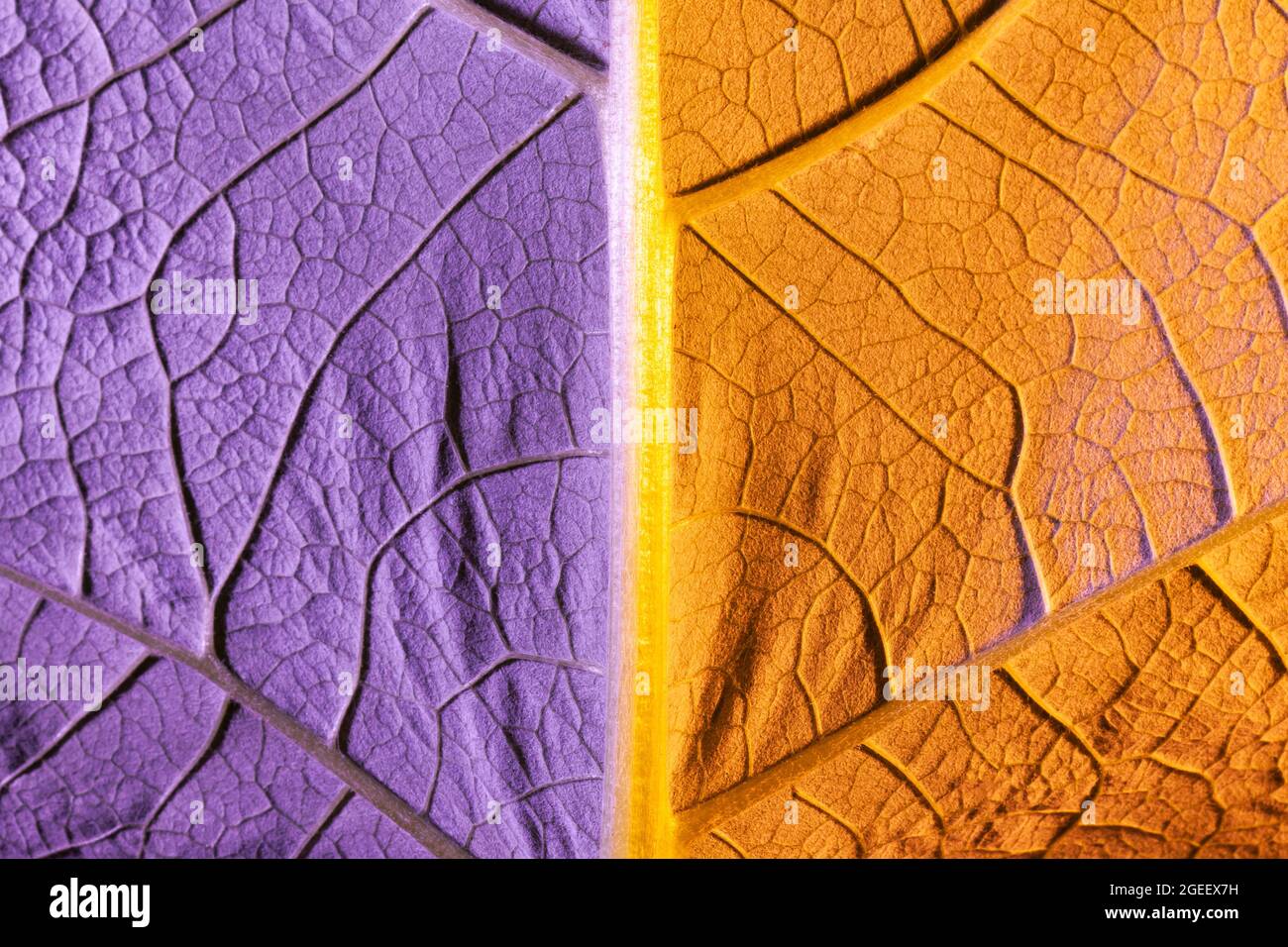 feuille violette gros plan, utiliser comme arrière-plan ou texture Banque D'Images