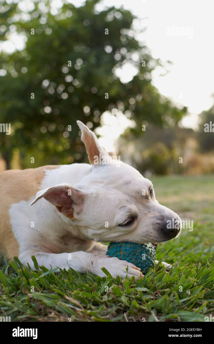 Chien terrier américain brun et blanc du staffordshire jouant dans un jardin avec une boule bleue Banque D'Images