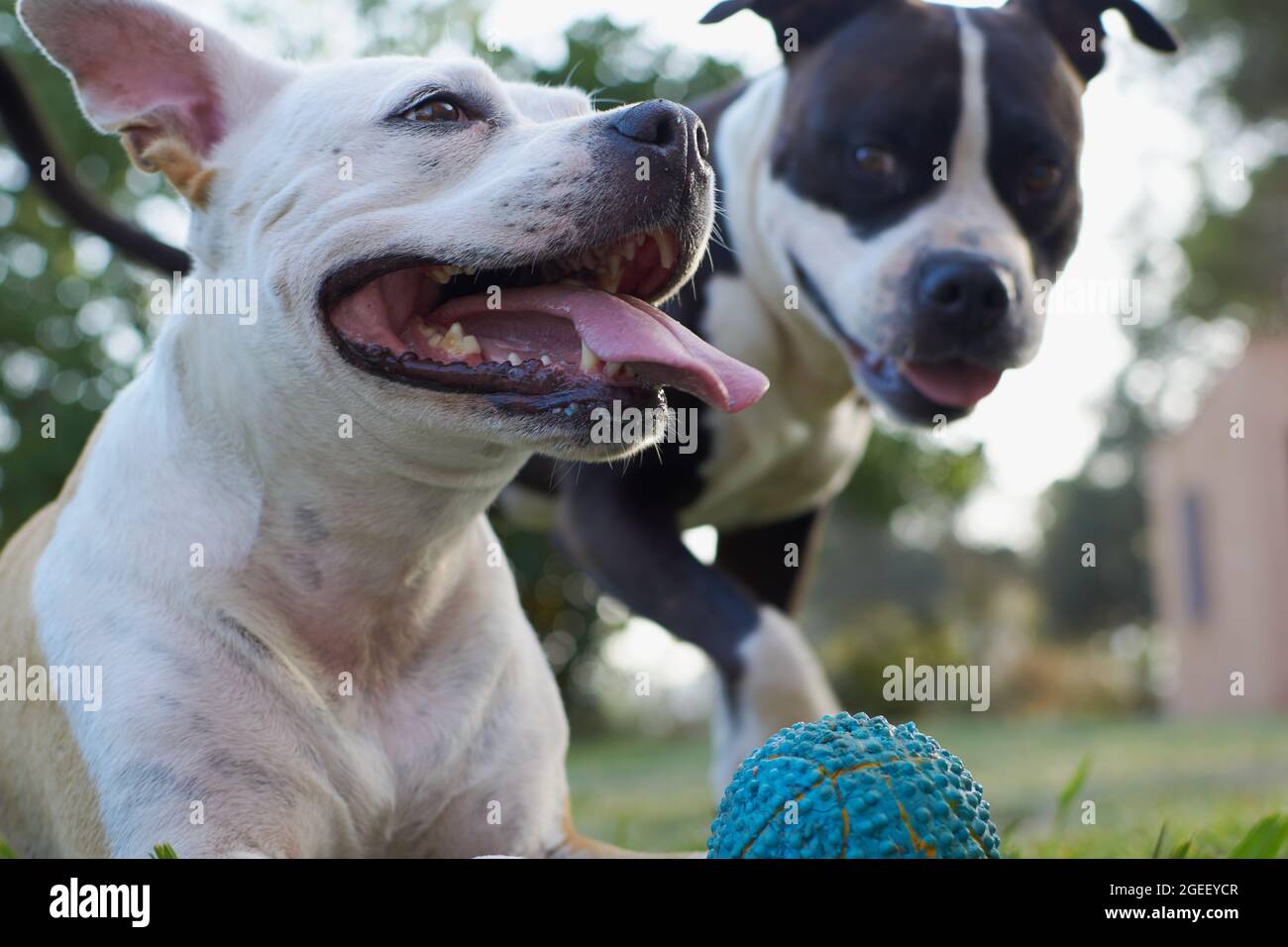 American staffordshire terrier chiens jouant dans un jardin avec une boule bleue Banque D'Images