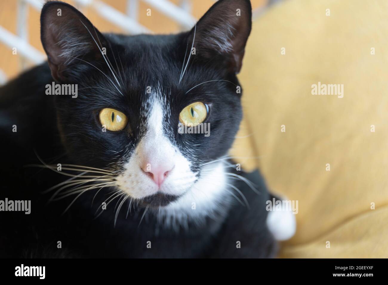 Maine Coon Noir Et Blanc Chat Domestique Des Profils Sur L Herbe Photo Stock Alamy