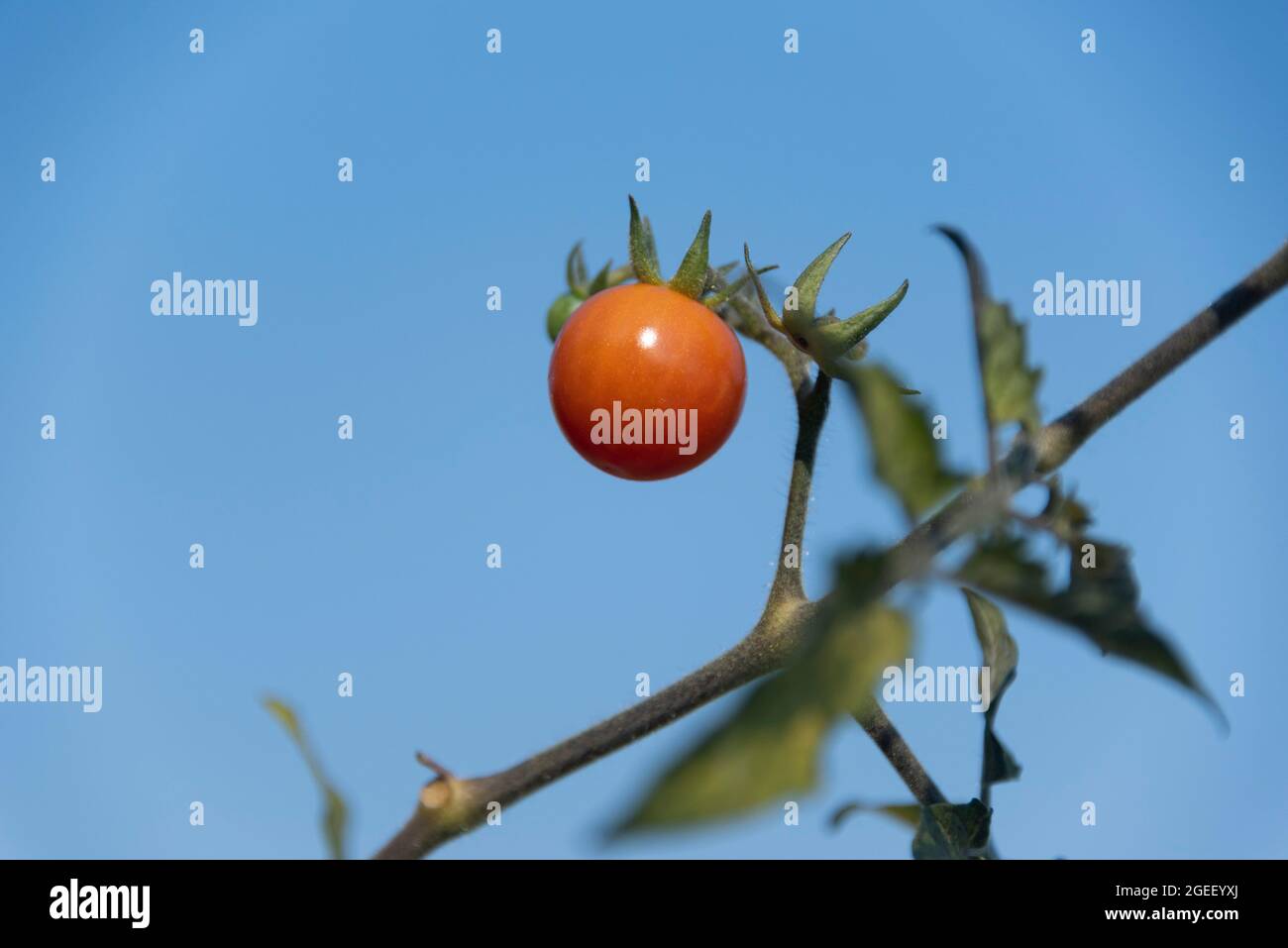 Bébé de tomates rouges sur la vigne Banque D'Images