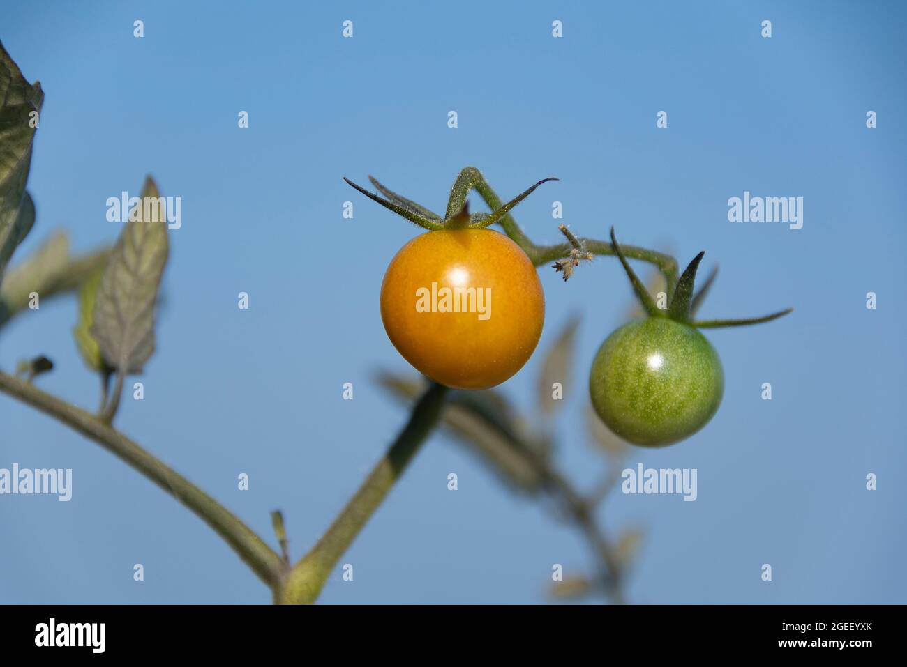 Tomates jaunes et vertes pour bébés Banque D'Images