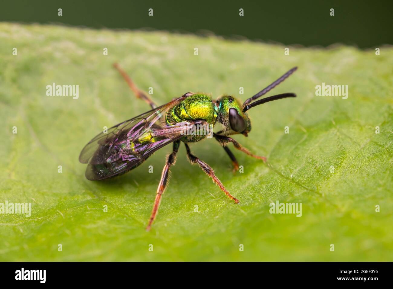 Abeille verte pure (Augochlora pura) Banque D'Images