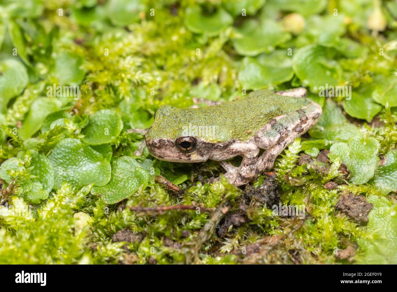 Rainette (Hyla versicolor) Banque D'Images