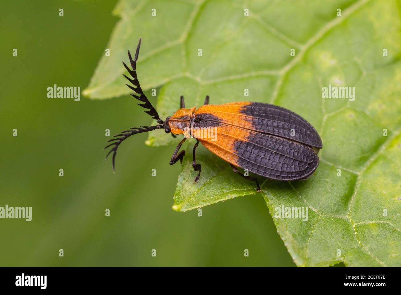 Beetle à ailes en filet (Caenia dimidiata) Banque D'Images