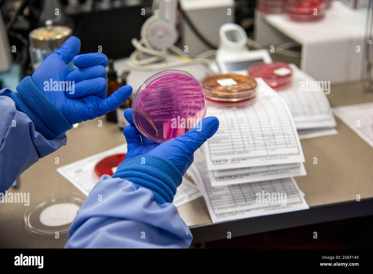 Un technicien de laboratoire médical du 59e Escadron de diagnostics médicaux et de thérapies analyse les bactéries au Wilford Hall Ambulatory Surgical Centre, joint base San Antonio-Lackland (Texas), le 12 août 2021. Le laboratoire clinique de la WHASC teste des échantillons pour aider au traitement de diverses infections. (É.-U. Photo de la Force aérienne par Airman 1ère classe Melody Bordeaux) Banque D'Images