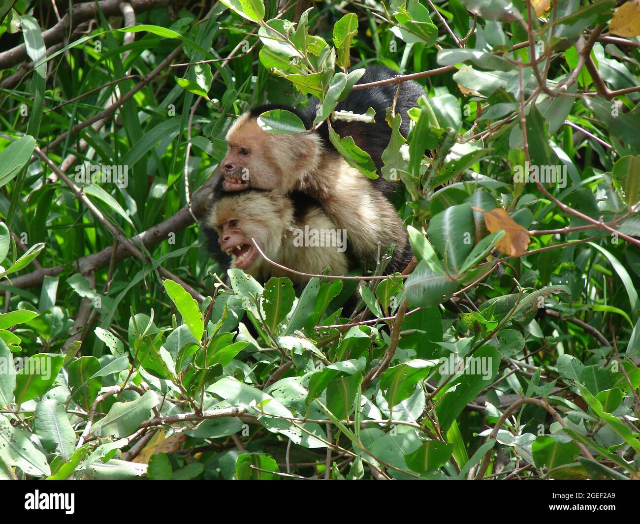 Singes capucins blancs dans la forêt costaricienne Banque D'Images