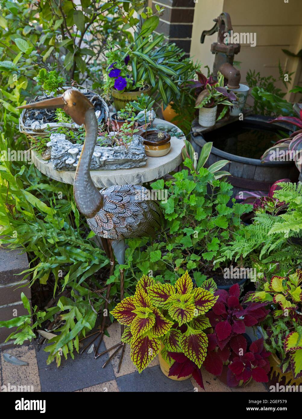 Statue en métal de héron parmi les plantes en pot, y compris le coléus, avec un feuillage coloré, à côté d'une petite piscine dans un jardin intérieur, en Australie. Banque D'Images