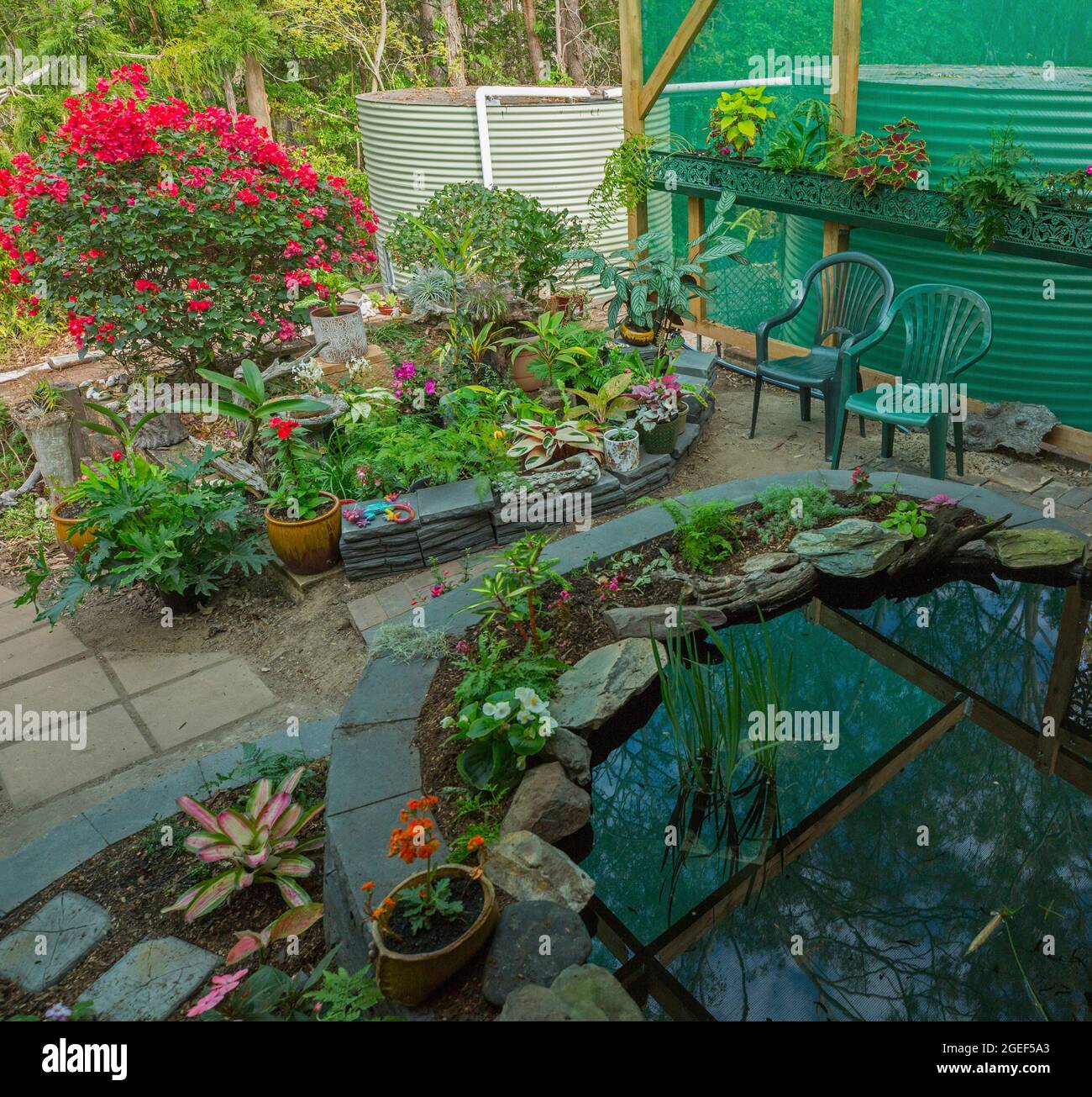 Jardin paysagé avec plan d'eau / étang à poissons entouré d'un mur en briques décoratif et de lits de jardin surélevés avec fougères et fleurs colorées, Australie Banque D'Images