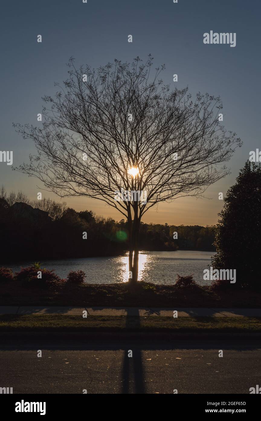 Silhouette d'un arbre sec contre le soleil lors d'un ciel bleu de printemps Banque D'Images