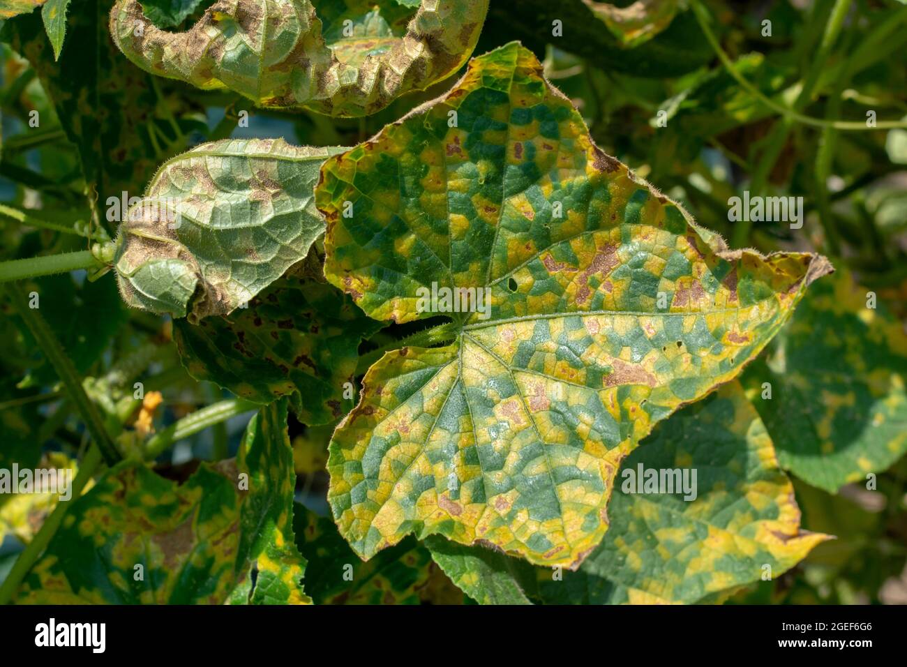 Feuilles de concombre infectées par le mildiou (Pseudoperonospora cubensis) dans le jardin. Maladie des cucurbits. Banque D'Images