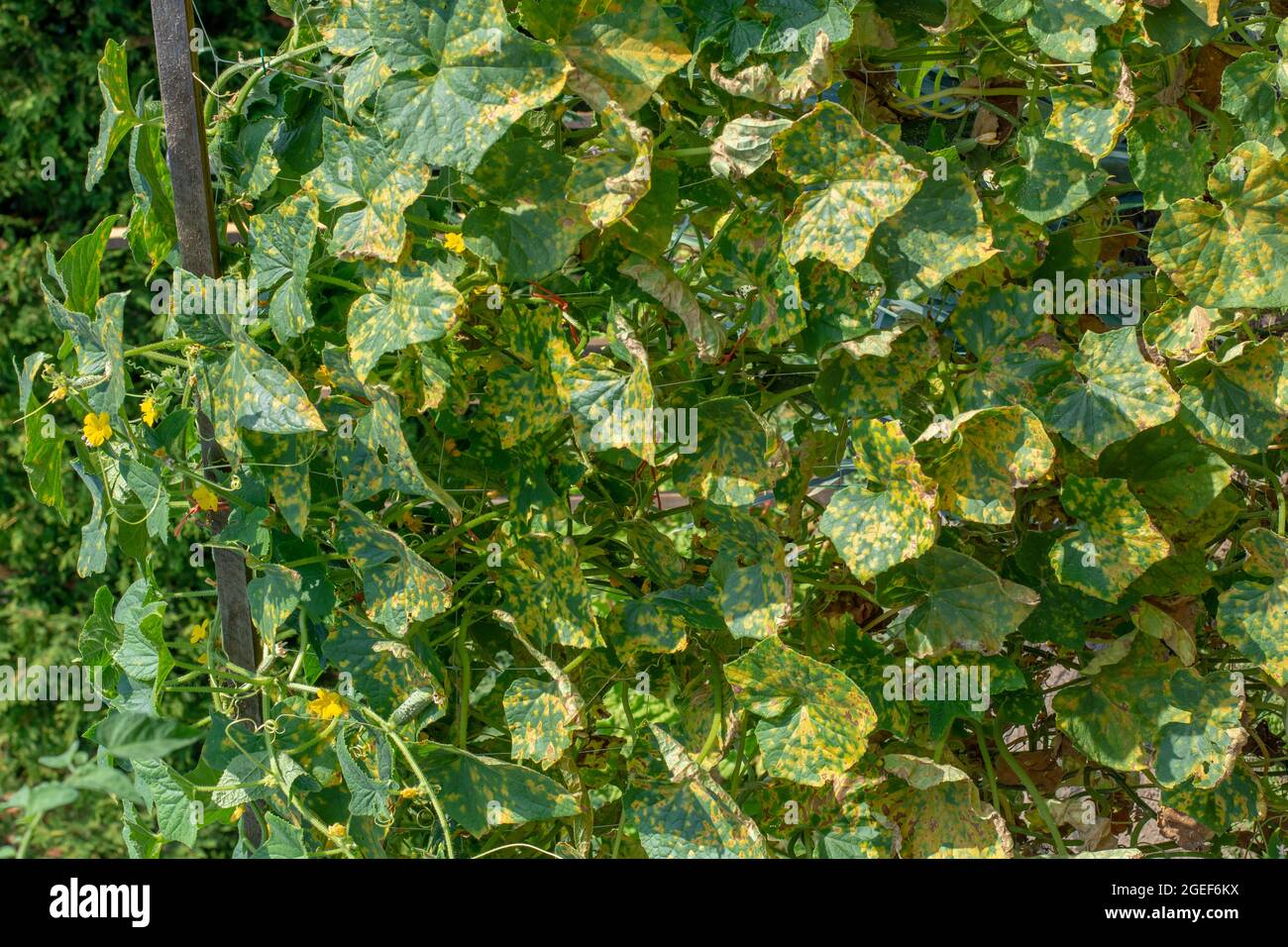 Feuilles de concombre infectées par le mildiou (Pseudoperonospora cubensis) dans le jardin. Maladie des cucurbits. Banque D'Images