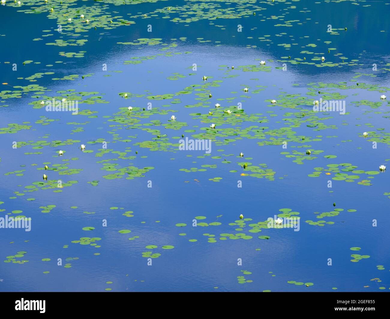 Usine d'eau à Pond Banque D'Images