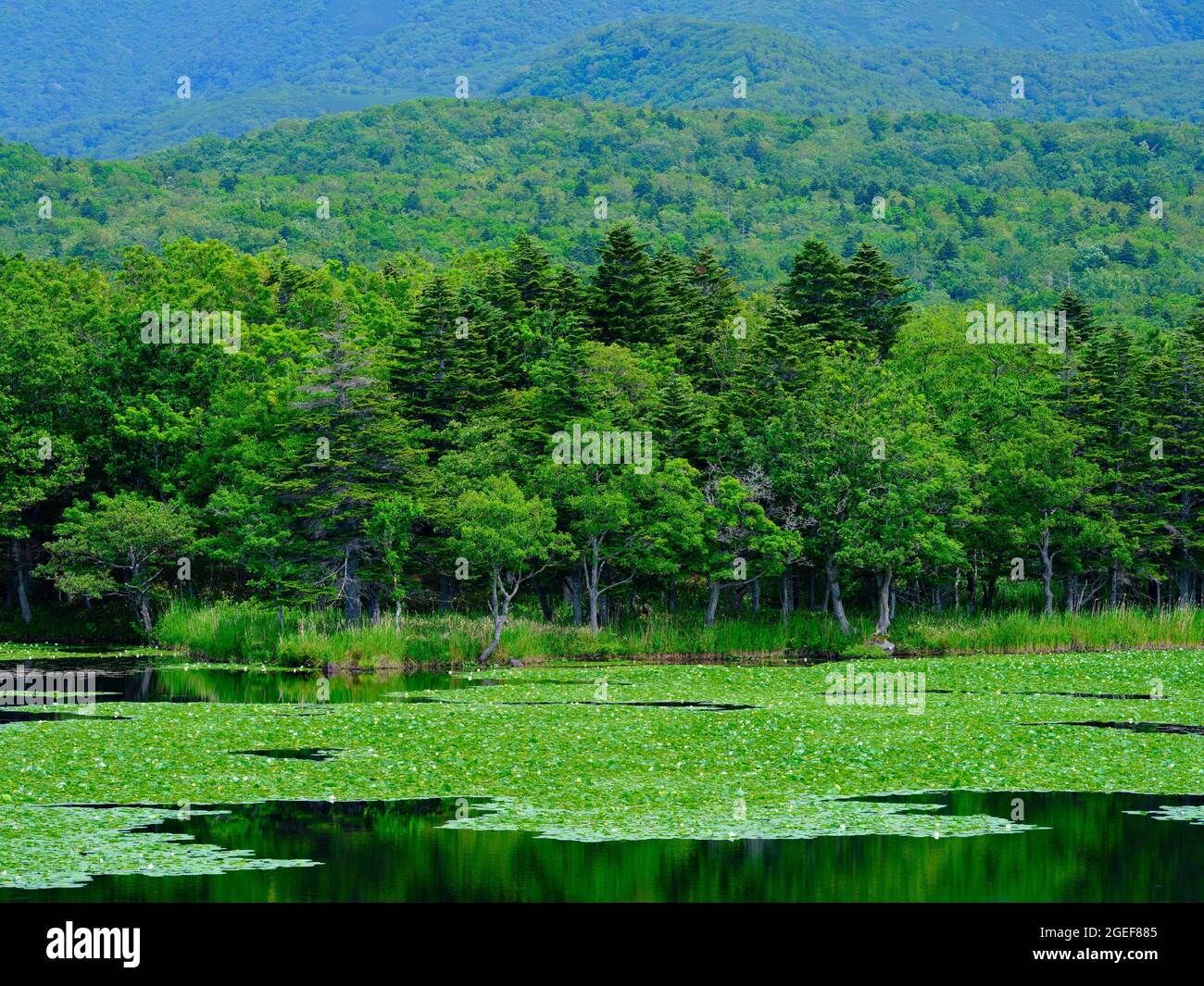 Shiretoko Five Lakes, Hokkaido, Japon Banque D'Images