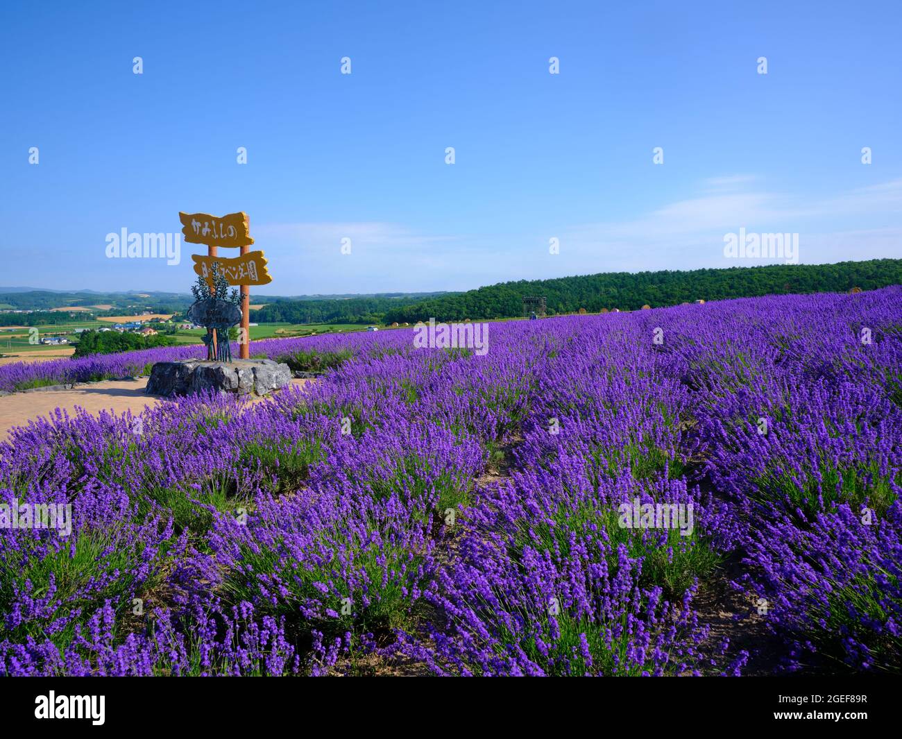 Champ lavande Banque D'Images