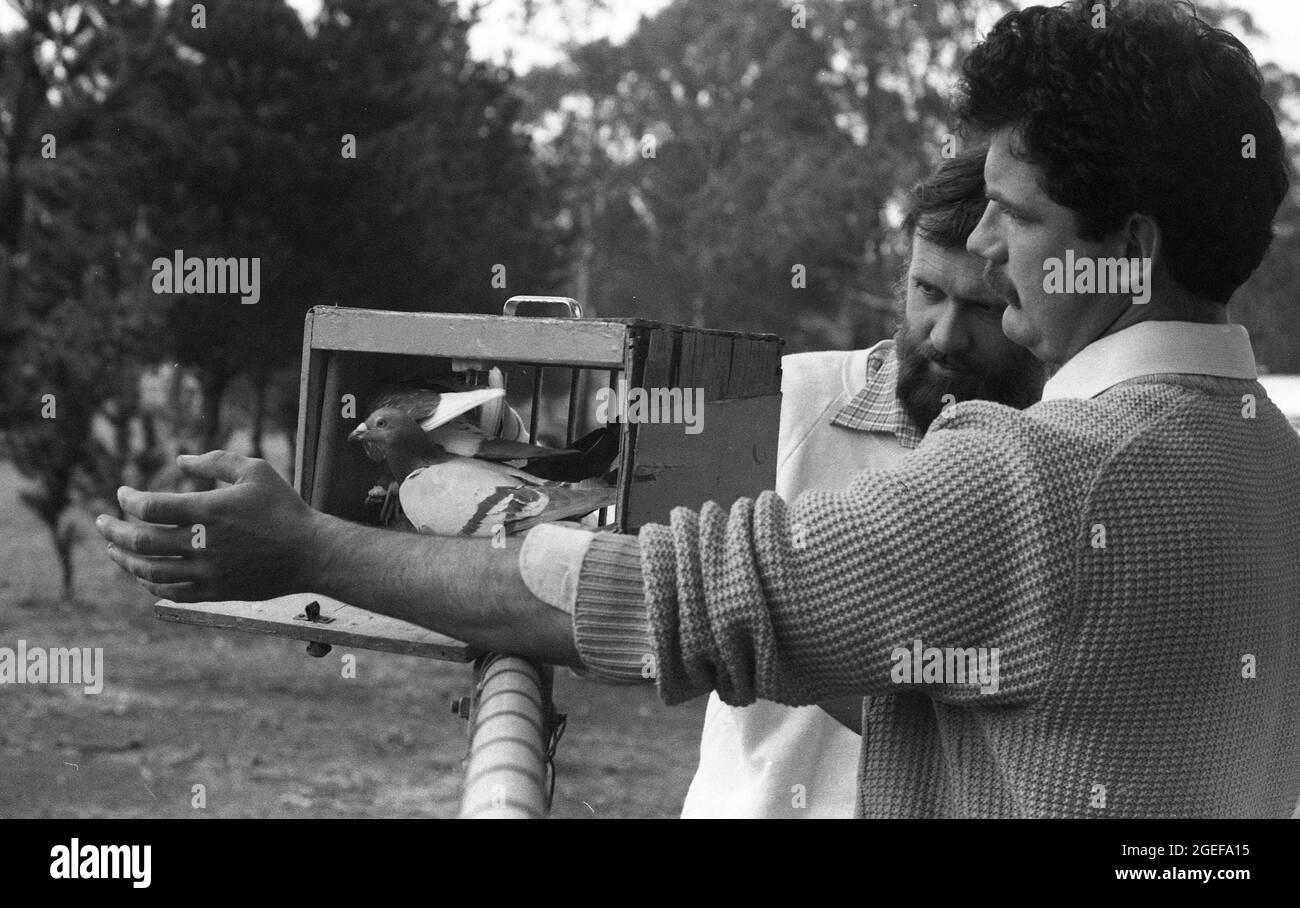 TOOWOOMBA, QUEENSLAND, AUSTRALIE, vers 1984 : quelques éleveurs de pigeons non identifiés libèrent des pigeons qui se trouvent près de Toowoomba, Queensland, 1984. Numérisé à partir de négatifs originaux pour publication dans un journal. Banque D'Images TOOWOOMBA, QUEENSLAND, AUSTRALIE, vers 1984 : quelques éleveurs de pigeons non identifiés libèrent des pigeons qui se trouvent près de Toowoomba, Queensland, 1984. Numérisé à partir de négatifs originaux pour publication dans un journal. Banque D'Images