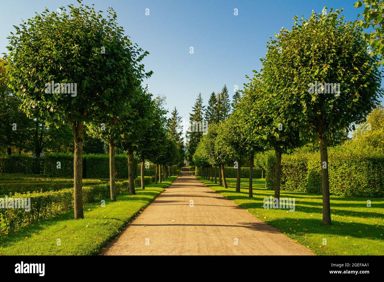 Allée de l'érable dans le jardin français dans le parc public de la ville. Jour ensoleillé de belles couronnes d'arbres se tiennent dans une rangée Banque D'Images