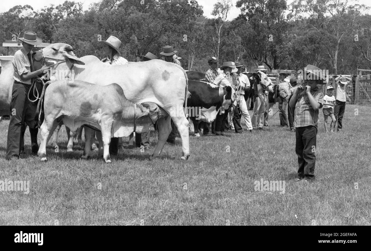 QUEENSLAND, AUSTRALIE, MAI 1984 : les agriculteurs font la queue avec leurs stocks pour juger le meilleur spectacle à un spectacle A & P dans la campagne du Queensland, 1984. Numérisé à partir de négatifs originaux pour publication dans un journal. Banque D'Images