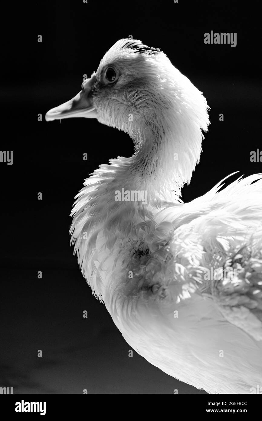 Canard blanc se tenant près de l'appareil photo, animal sauvage domestique, avec un éclairage et des détails nets. Photo réelle d'un véritable animal. Banque D'Images