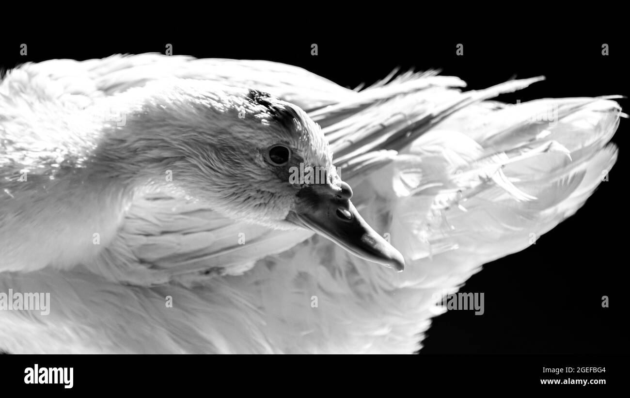 Canard blanc se tenant près de l'appareil photo, animal sauvage domestique, avec un éclairage et des détails nets. Photo réelle d'un véritable animal. Banque D'Images