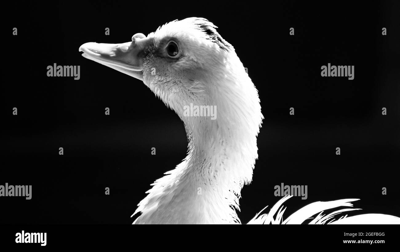 Canard blanc se tenant près de l'appareil photo, animal sauvage domestique, avec un éclairage et des détails nets. Photo réelle d'un véritable animal. Banque D'Images