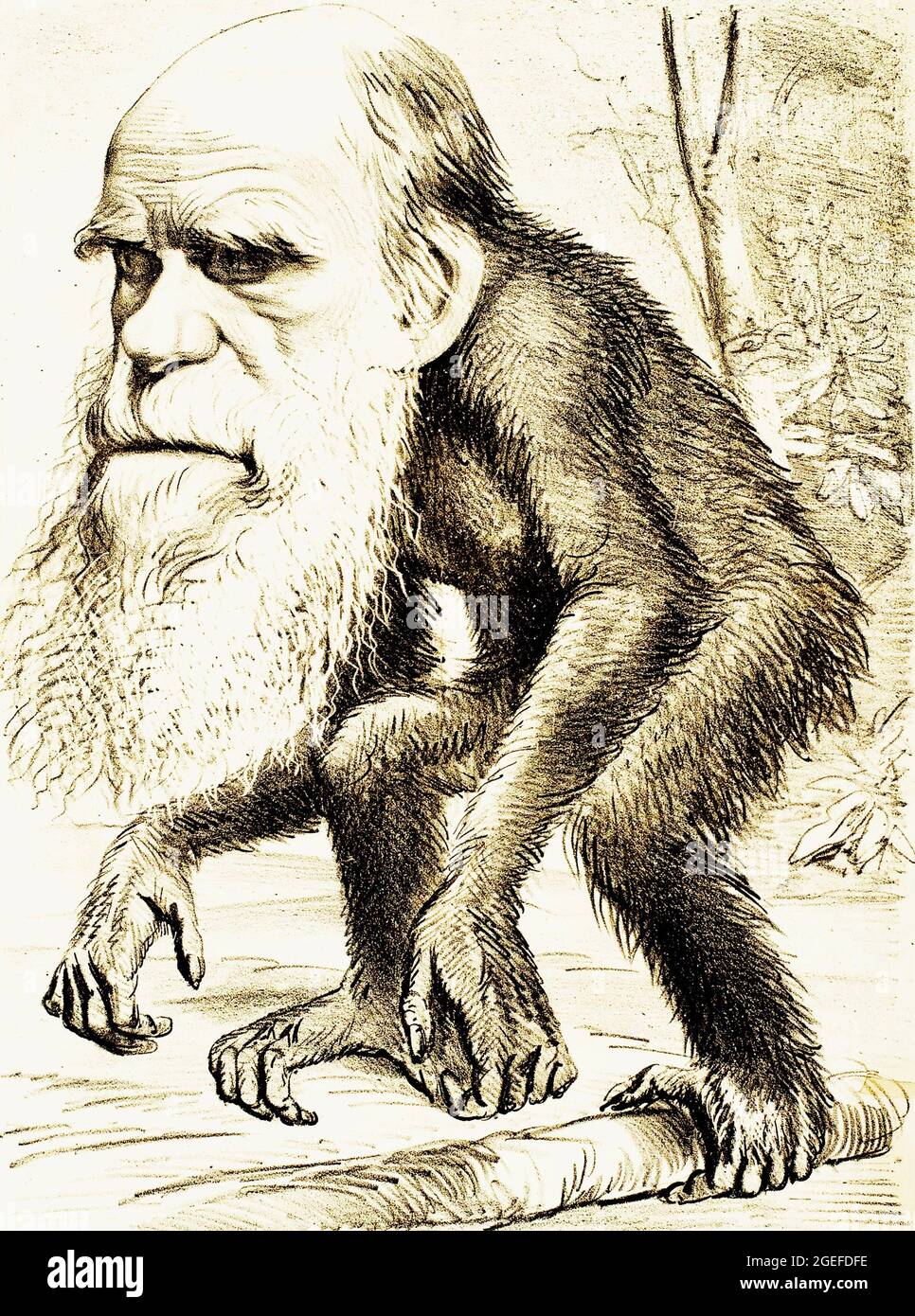 'A Venerable Orang-outang', caricature de Charles Darwin comme un singe publié dans The Hornet, un magazine satirique - 22 mars 1871 Banque D'Images