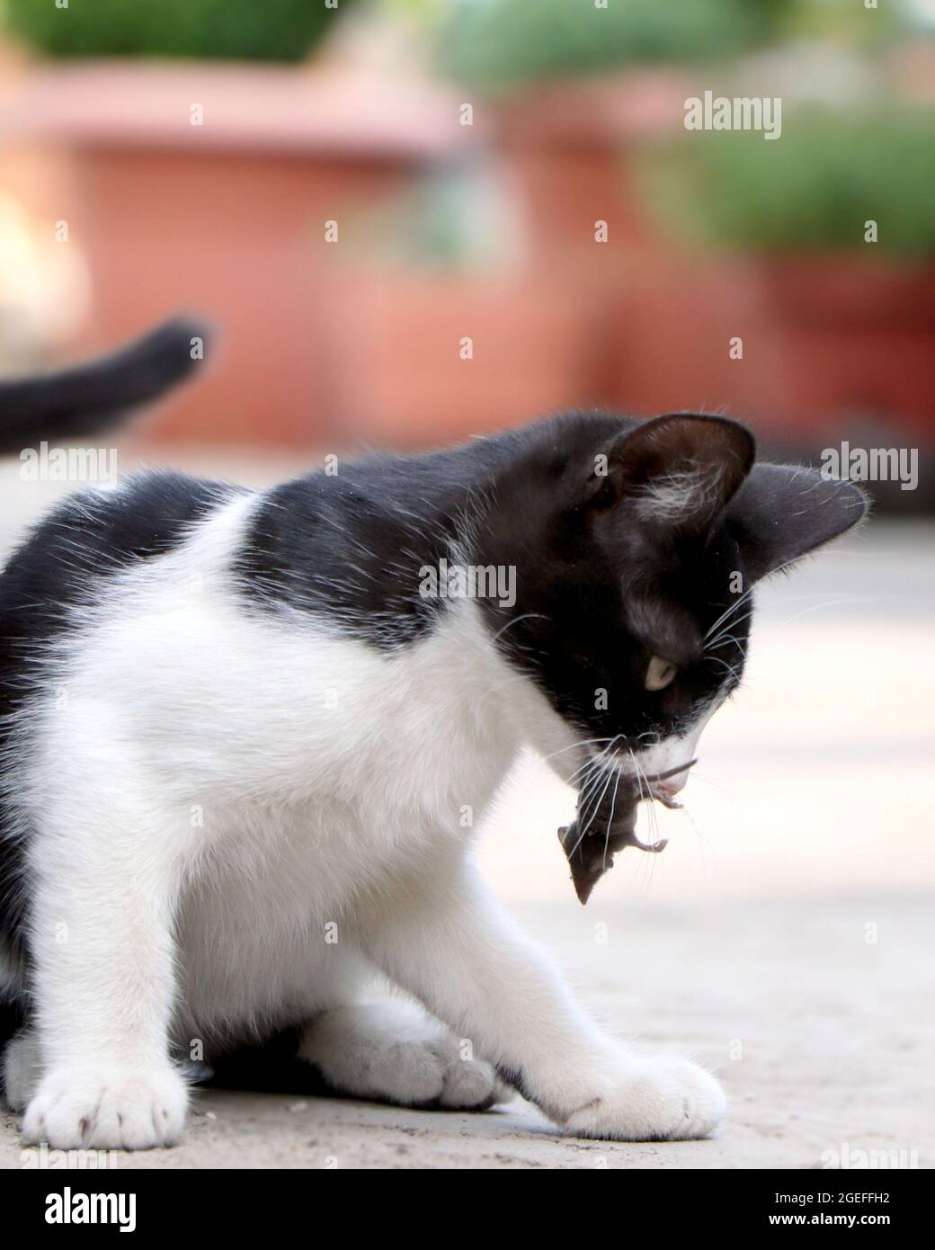 Chat Avec Une Souris Dans Sa Bouche Chat Attrape Une Souris Photo Stock Alamy