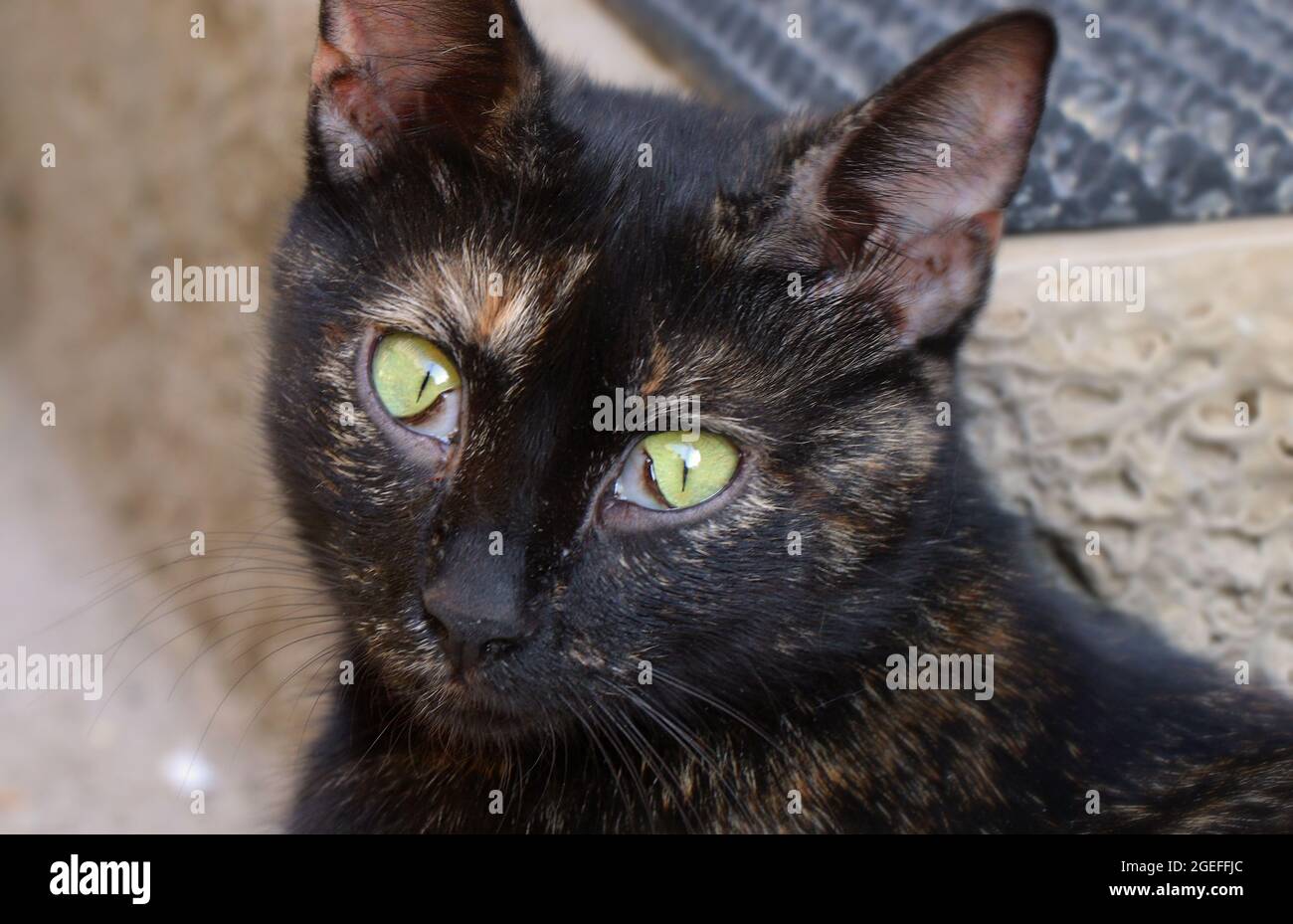 Chat Avec Troisieme Paupiere Banque De Photographies Et D Images A Haute Resolution Alamy