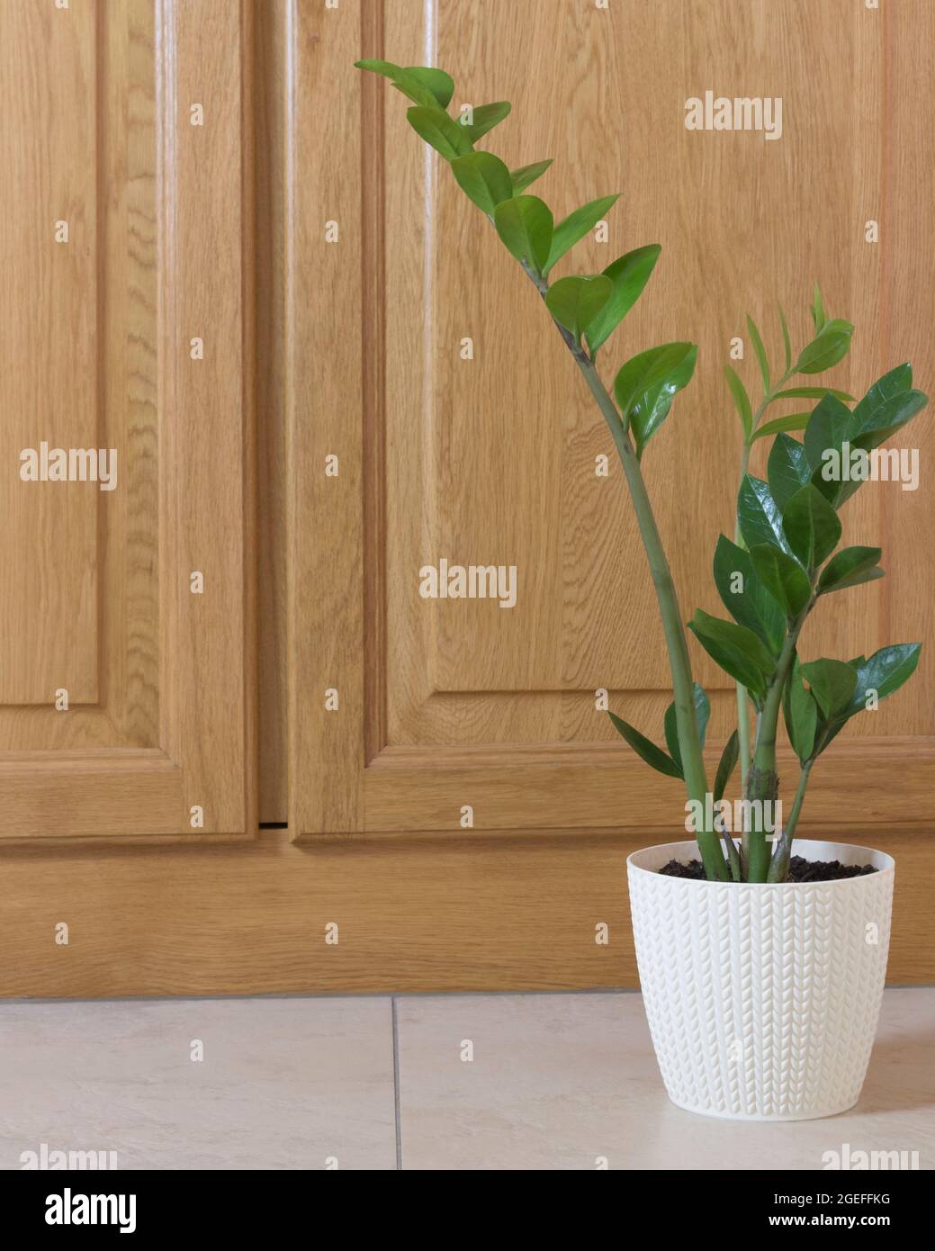 plantes d'intérieur sur fond de bois. zamioculcas. Maison jardin. Banque D'Images