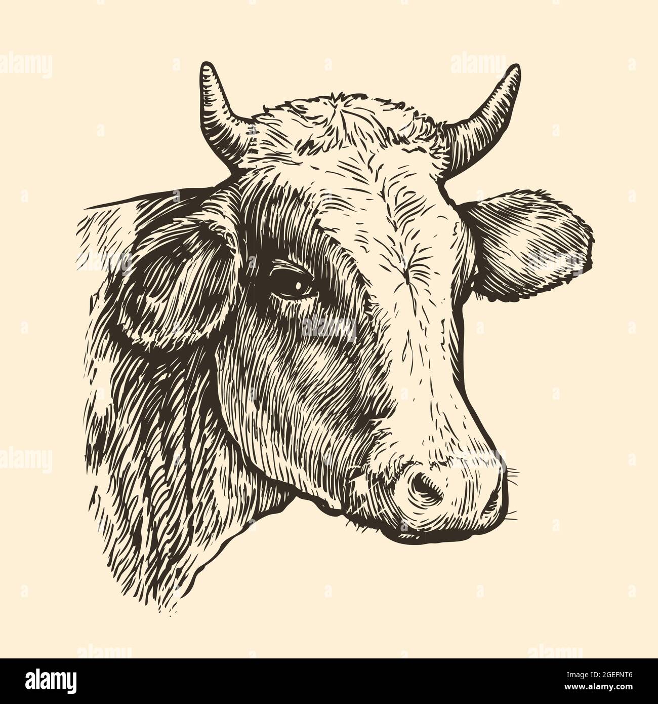 La tête des vaches. Esquisse dessinée à la main dans un style graphique. Illustration vectorielle vintage Illustration de Vecteur