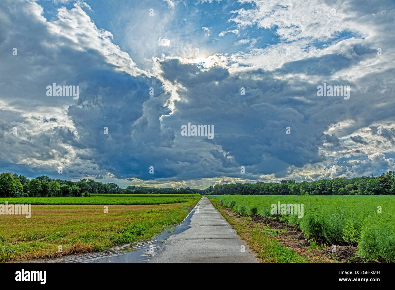 Image d'une route de terre à travers un champ d'asperges avec des formations de nuages spectaculaires d'un orage imminent Banque D'Images