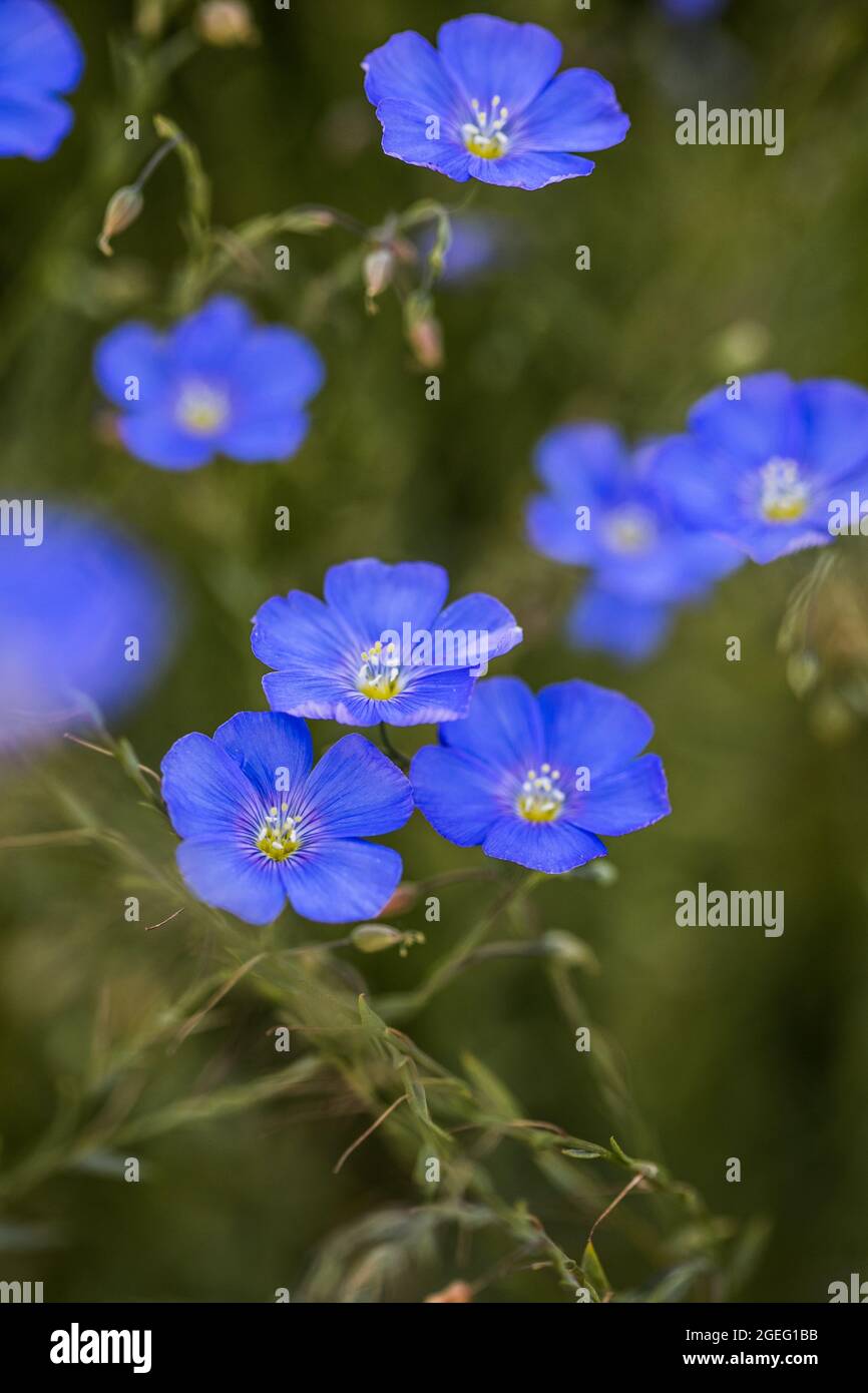 Fleur bleue brillante et délicate de fleur décorative de lin et sa pousse  sur fond herbacé. Champ agricole de lin industriel en phase de flo active  Photo Stock - Alamy