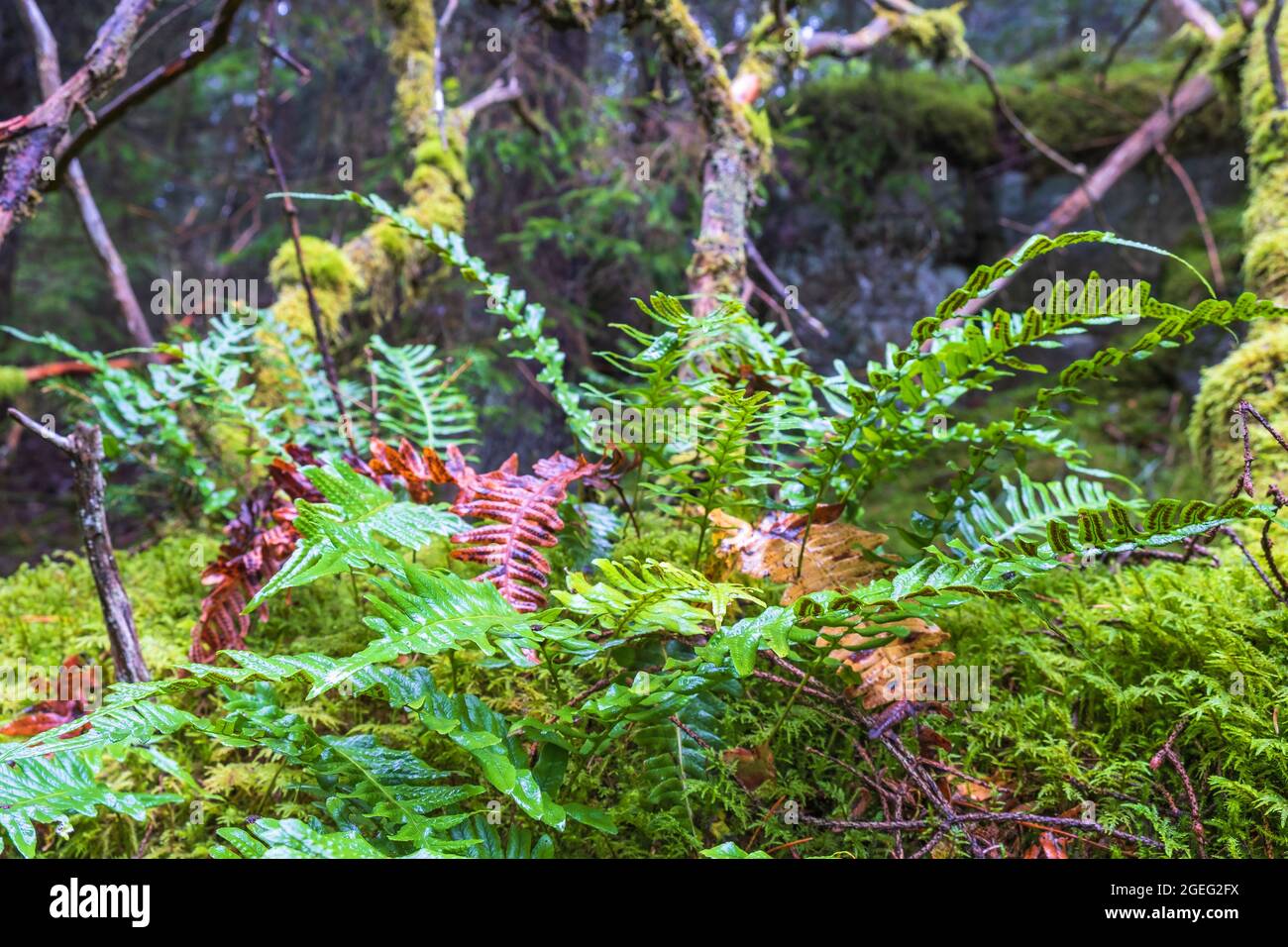 Fougères poussant sur le fond de la forêt dans une vieille forêt Banque D'Images