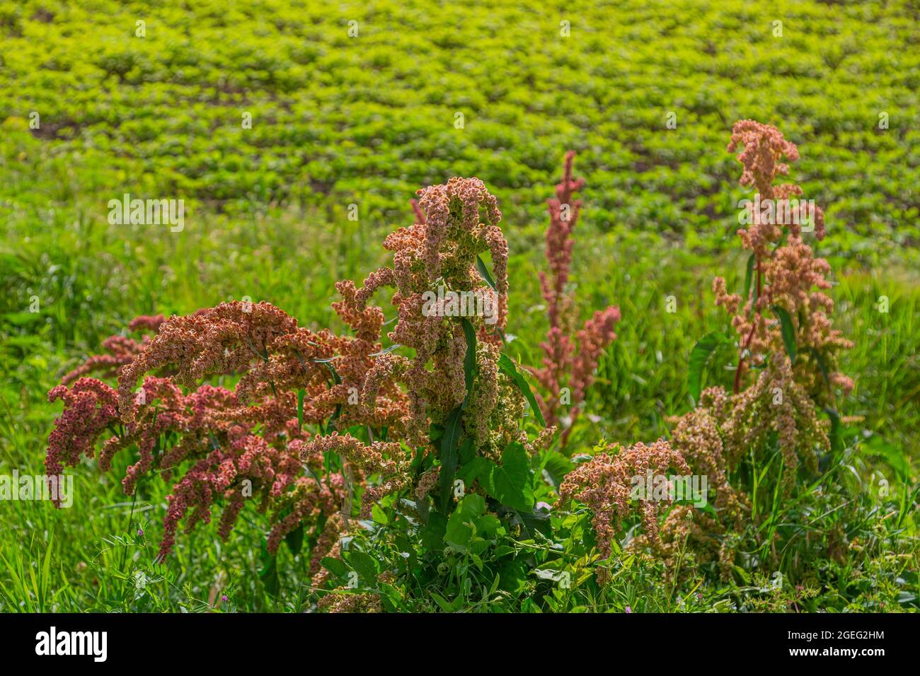 Rumex dans la prairie à fleurs près du champ. Étreuil Banque D'Images