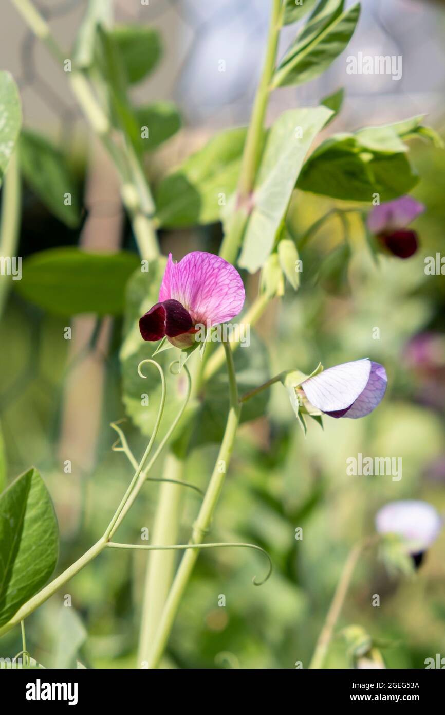 Fleurs violettes de pois mange-tout, variété de l'héritage, dans un jardin au printemps Banque D'Images